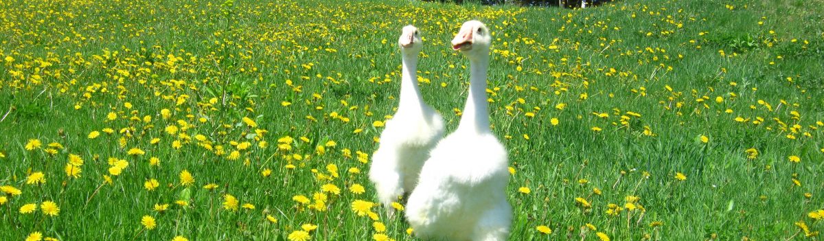 The Happy Goose Farm Blog